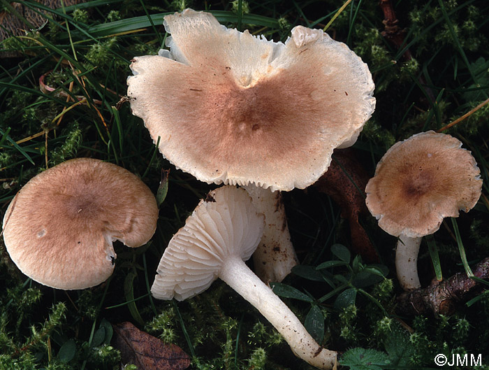 Hygrocybe fornicata var. clivalis