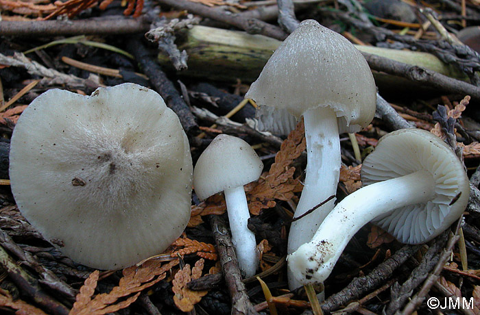 Hygrocybe fornicata var. streptopus