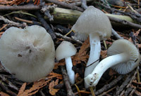 Hygrocybe fornicata var. streptopus