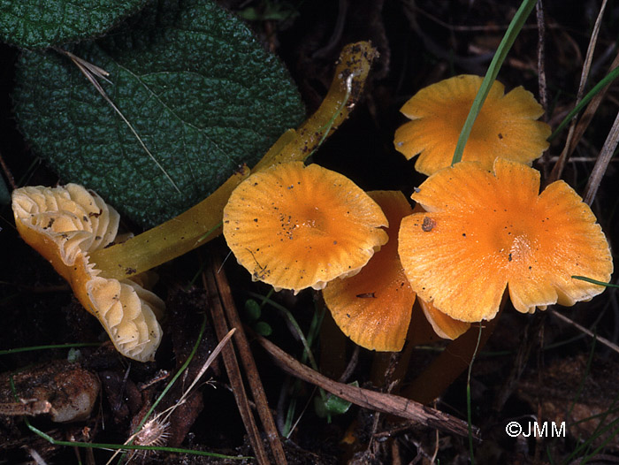 Hygrocybe glutinipes