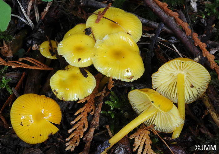 Hygrocybe glutinipes