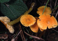 Hygrocybe glutinipes