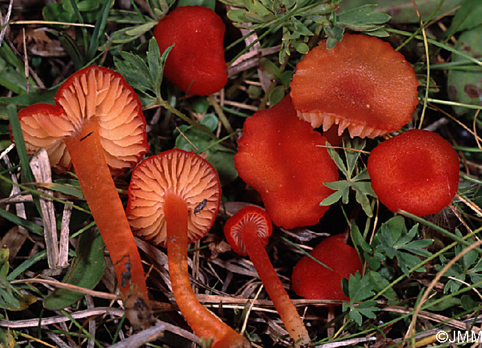 Hygrocybe helobia