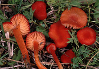 Hygrocybe helobia