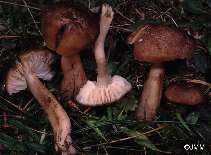 Hygrocybe ingrata