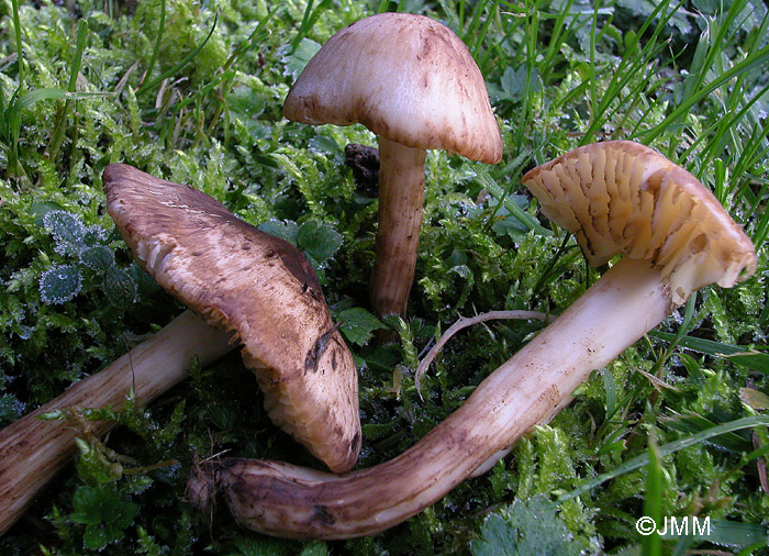 Hygrocybe ingrata