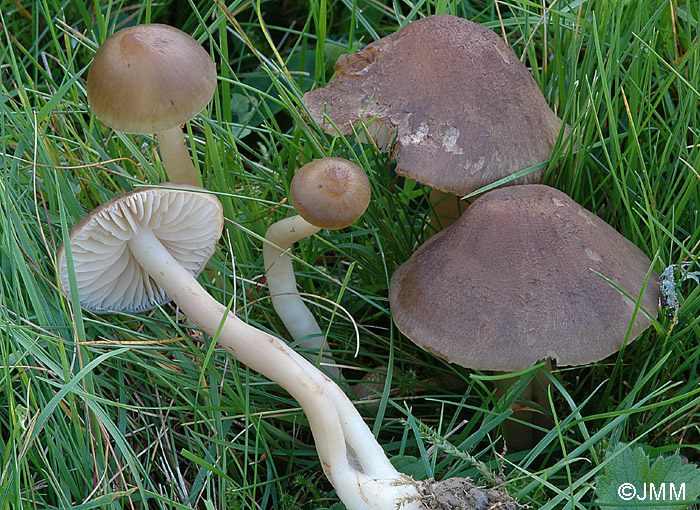 Hygrocybe ingrata