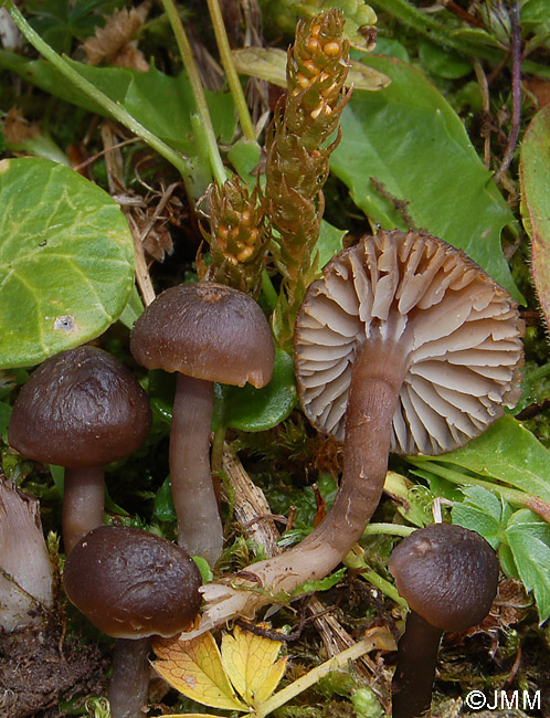 Selaginella selaginoides et Hygrocybe ingrata f. minor