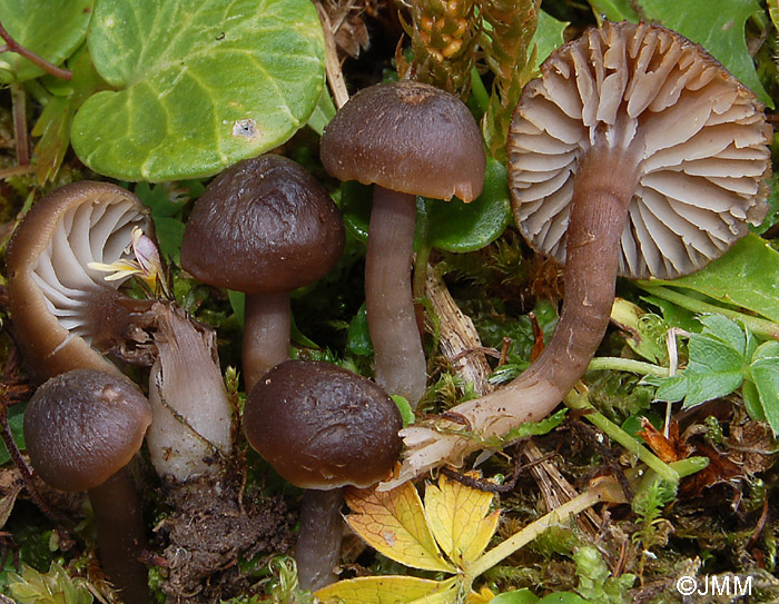 Hygrocybe ingrata f. minor