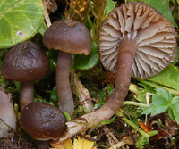 Hygrocybe ingrata f. minor