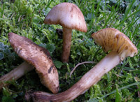 Hygrocybe ingrata