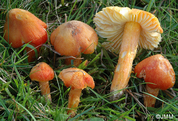 Hygrocybe intermedia