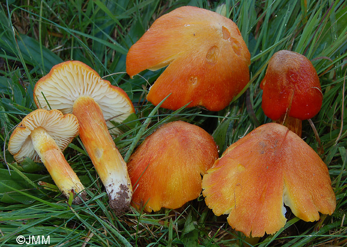 Hygrocybe intermedia