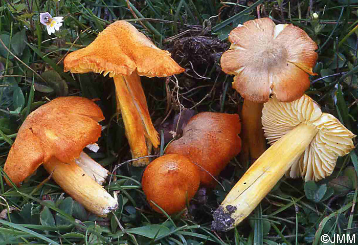 Hygrocybe intermedia