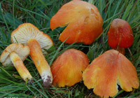 Hygrocybe intermedia