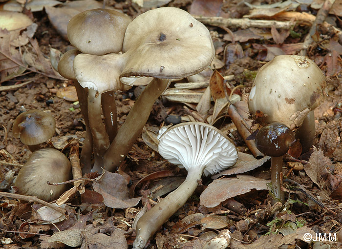 Hygrocybe irrigata