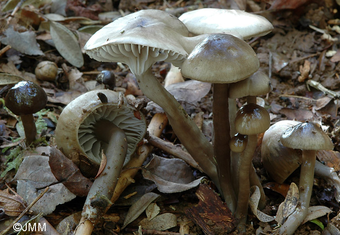 Hygrocybe irrigata