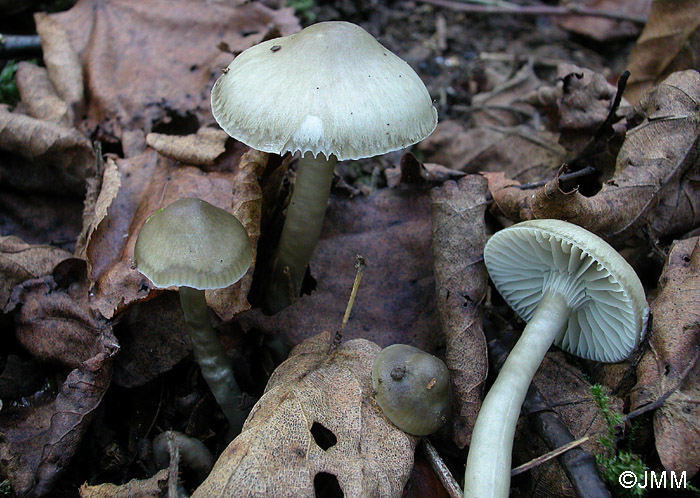 Hygrocybe irrigata