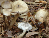 Hygrocybe irrigata