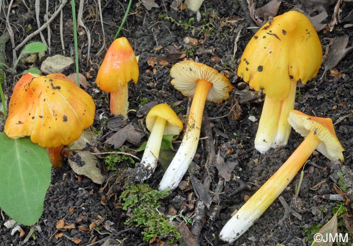 Hygrocybe konradii f. pseudopersistens