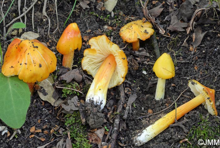 Hygrocybe konradii f. pseudopersistens