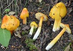 Hygrocybe konradii f. pseudopersistens