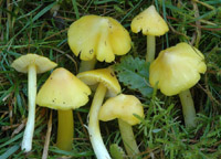 Hygrocybe konradii