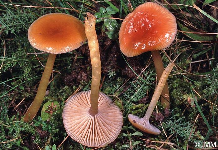 Hygrocybe laeta