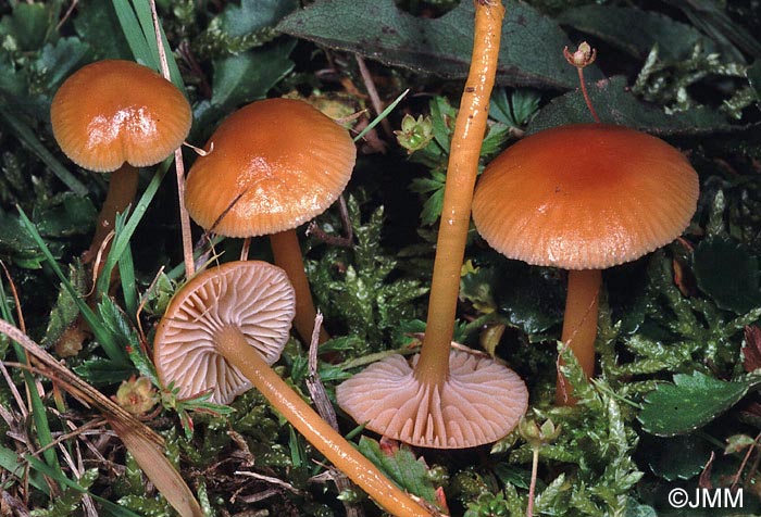 Hygrocybe laeta