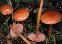 Hygrocybe laeta