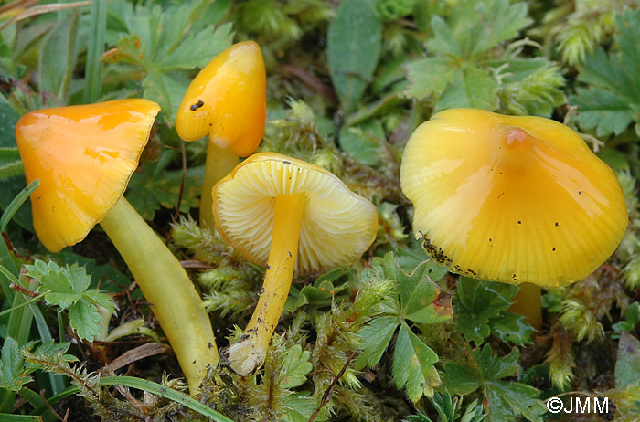 Hygrocybe persistens var. langei = Hygrocybe acutoconica