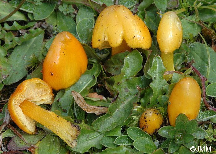 Hygrocybe persistens var. langei = Hygrocybe acutoconica