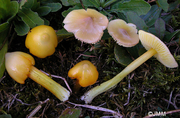 Hygrocybe persistens var. langei = Hygrocybe acutoconica