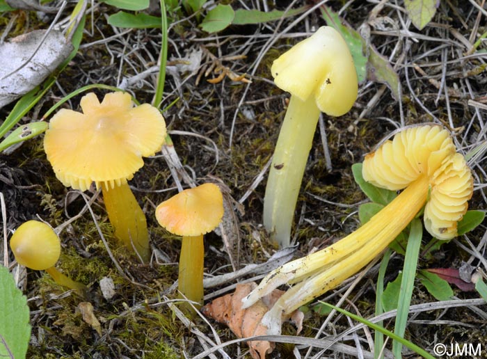 Hygrocybe persistens var. langei = Hygrocybe acutoconica