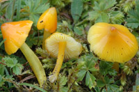 Hygrocybe persistens var. langei