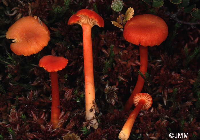 Hygrocybe cantharellus