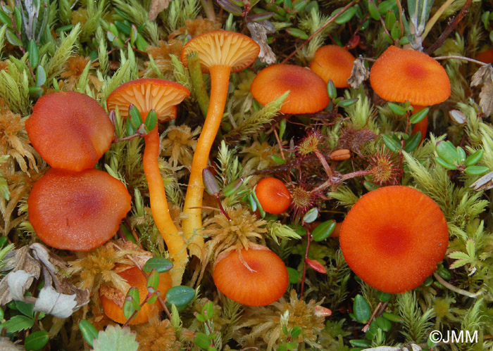 Hygrocybe cantharellus