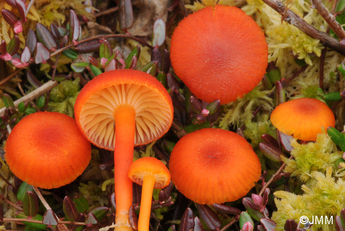 Hygrocybe cantharellus