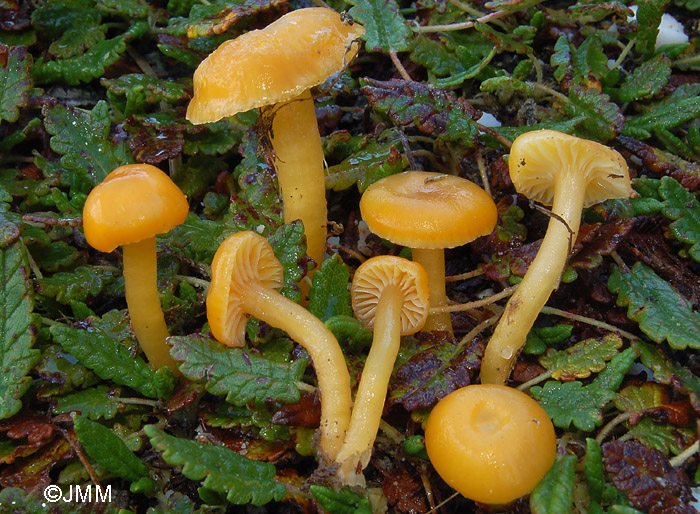 Hygrocybe laeta var. luteolaeta