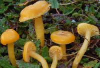 Hygrocybe laeta var. luteolaeta