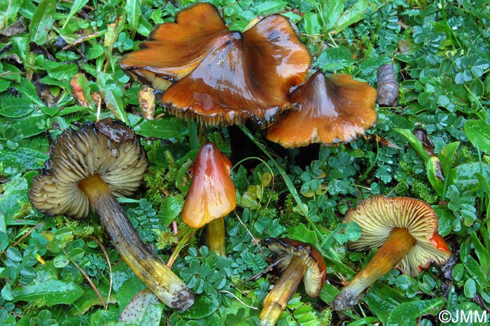 Hygrocybe sp.