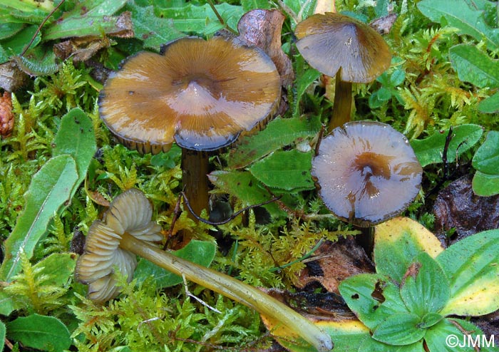 Hygrocybe sp.