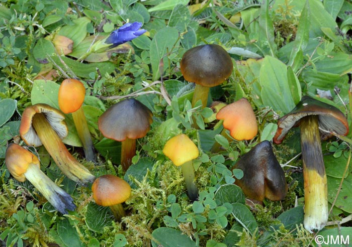 Hygrocybe sp.