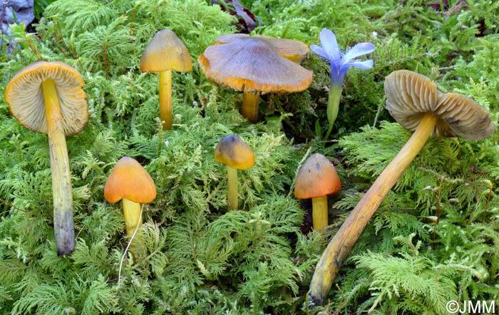 Hygrocybe sp.