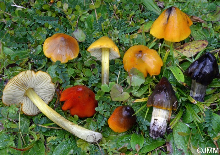 Hygrocybe sp.