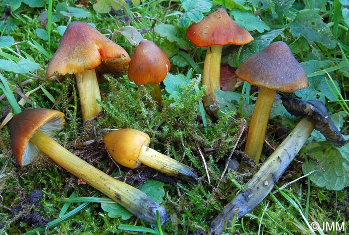 Hygrocybe sp.