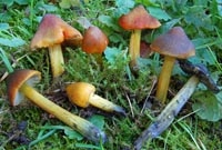 Hygrocybe sp