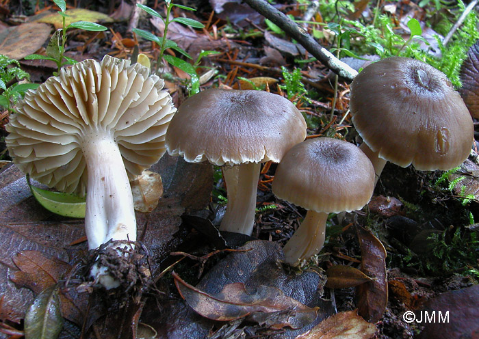 Hygrocybe nitrata