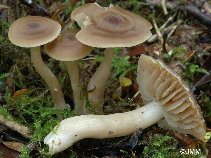 Hygrocybe nitrata