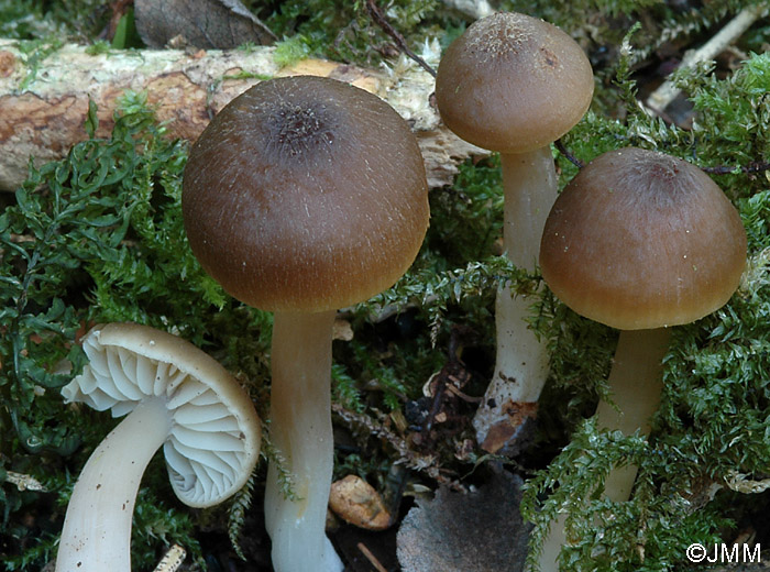 Hygrocybe nitrata